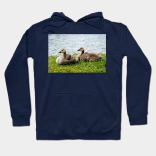 Young Canada geese Hoodie